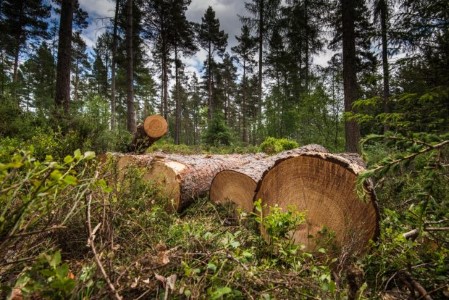 Arbres abattus
