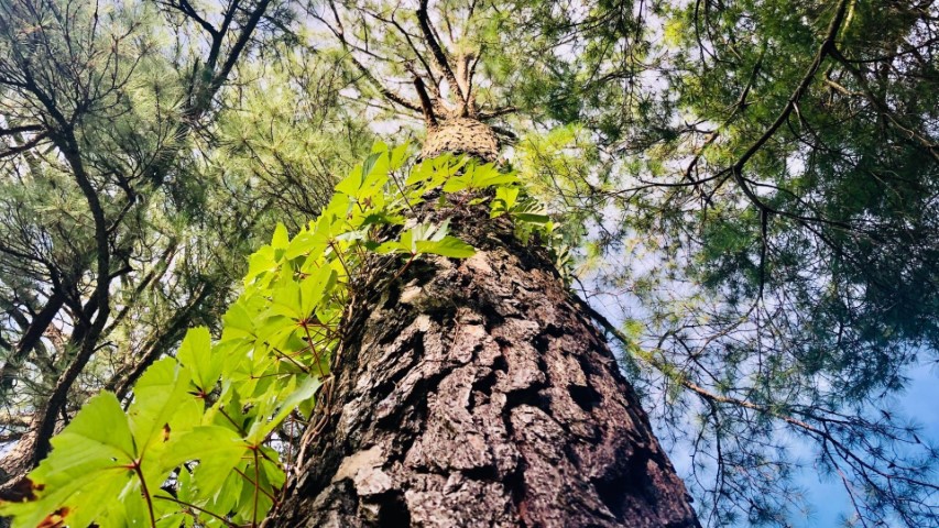 arbre