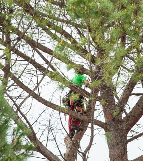 Élagage d'arbres