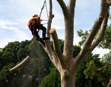 Élagage d'arbres