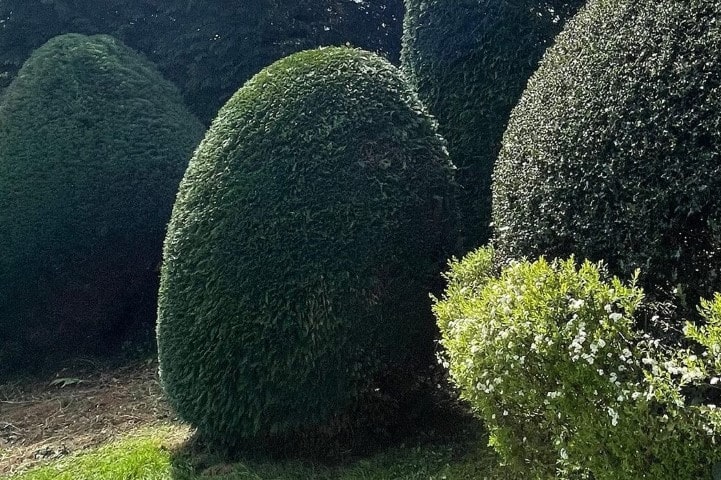 Taille de buisson