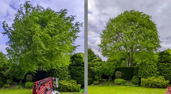 taille d'arbres avec nacelle