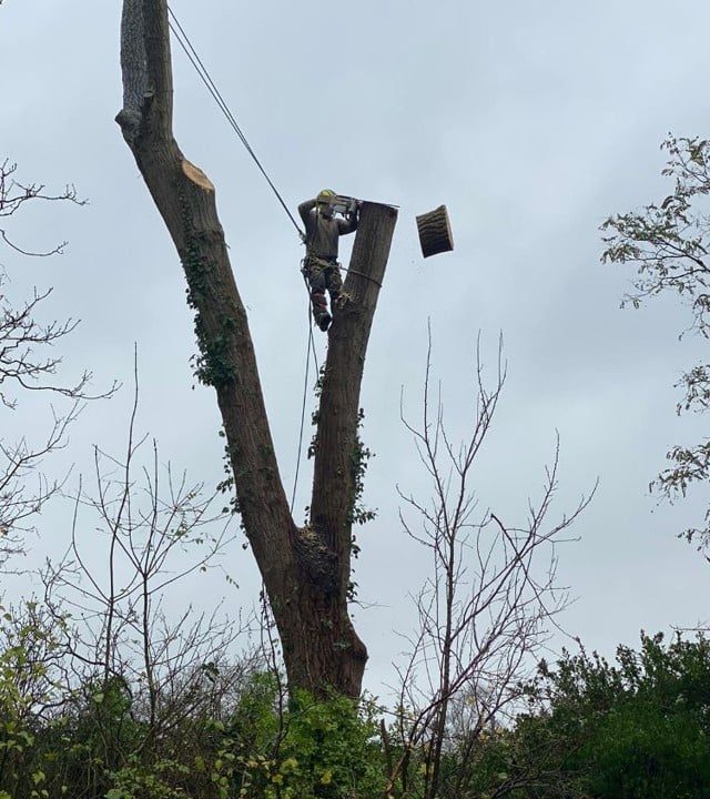 Abattage d'arbres